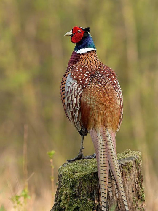 Pheasant | Diamond Painting