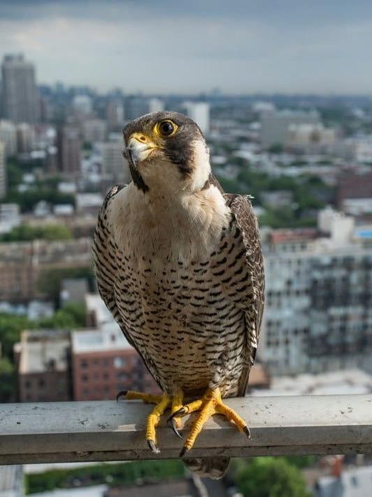 Falcon | Diamond Painting