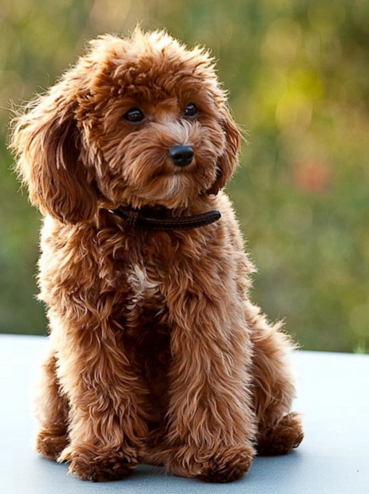 Poodle Dog | Diamond Painting