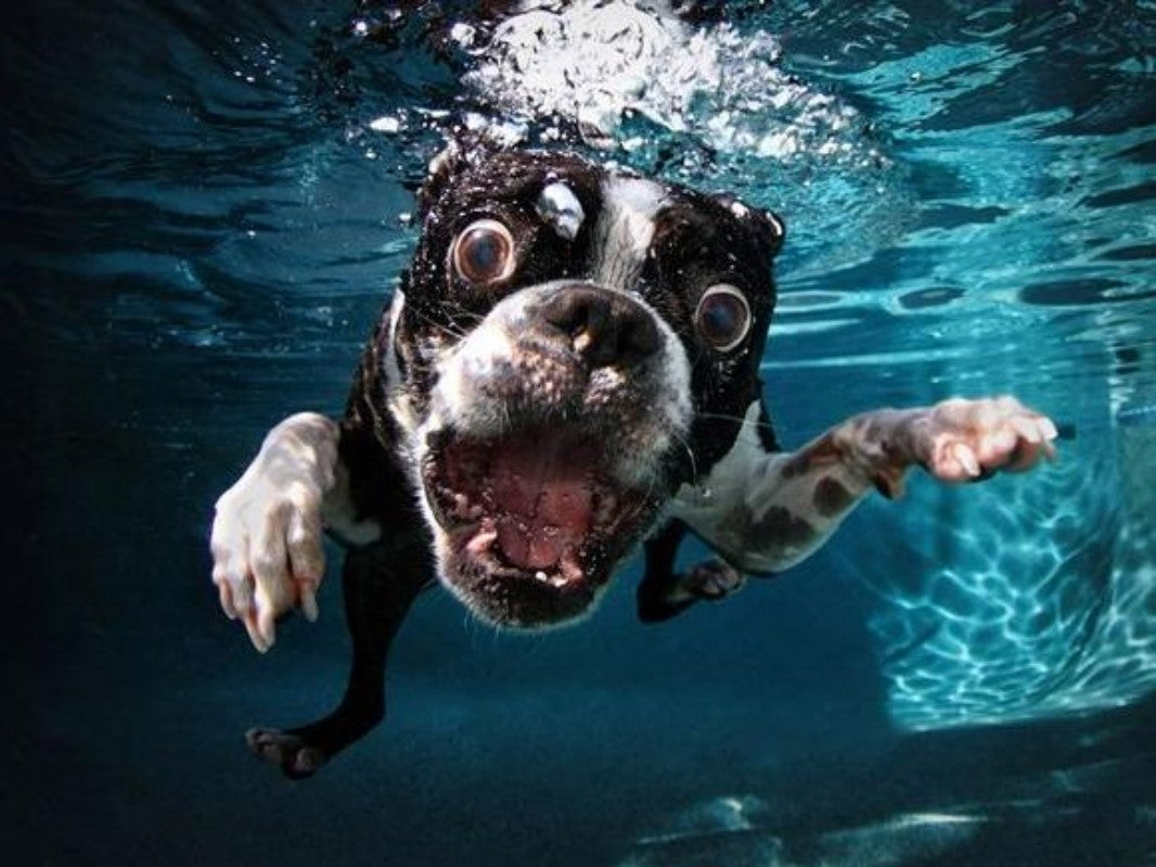 Underwater Dog | Diamond Painting