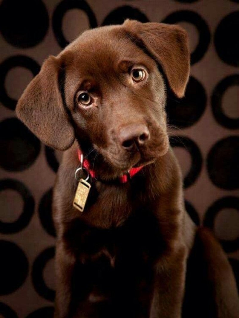 Chocolate Labrador Dog | Diamond Painting