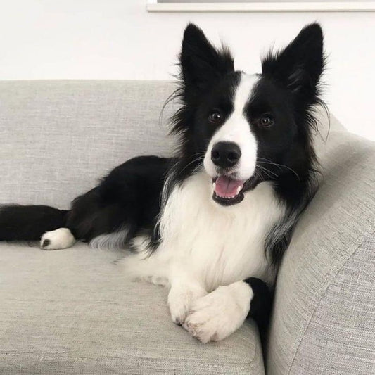 Dog Border Collie | Diamond Painting