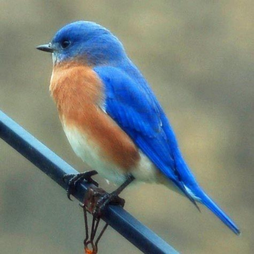 Blue Bird | Diamond Painting