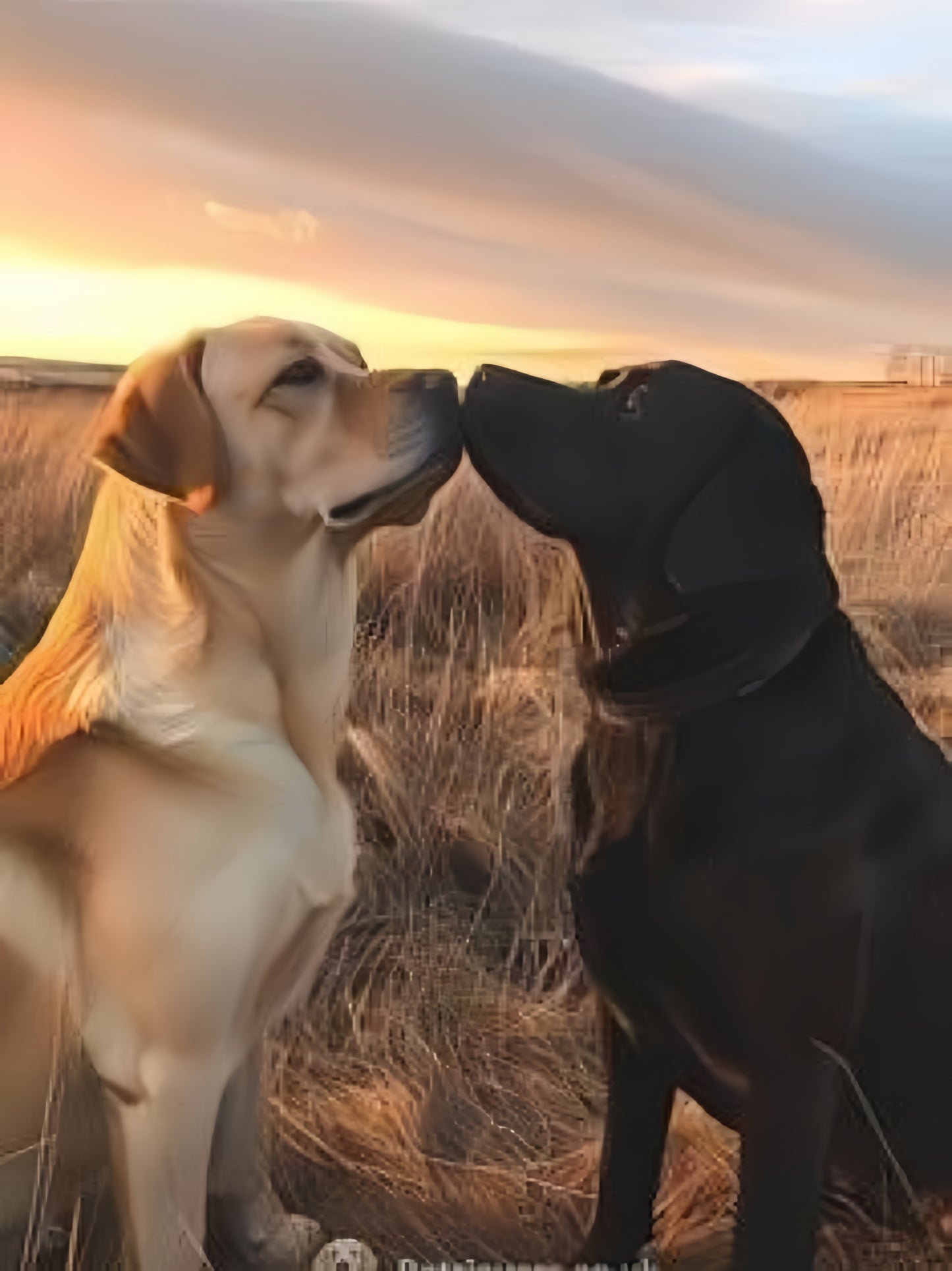 Black Labrador Dog | Diamond Painting