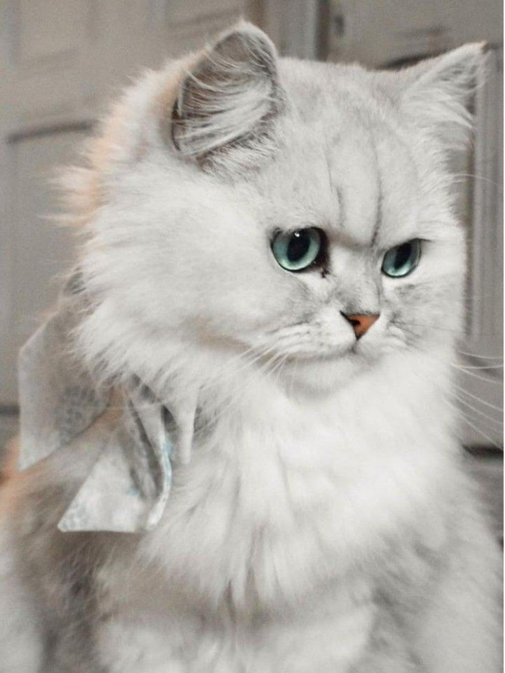 Persian Cat | Diamond Painting