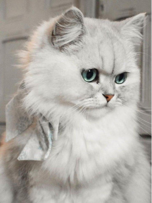 Persian Cat | Diamond Painting