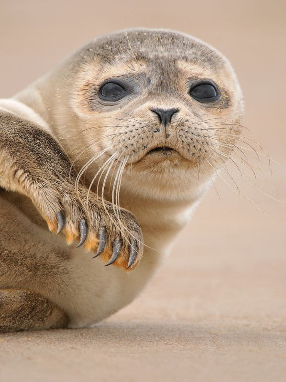 Seal | Diamond Painting