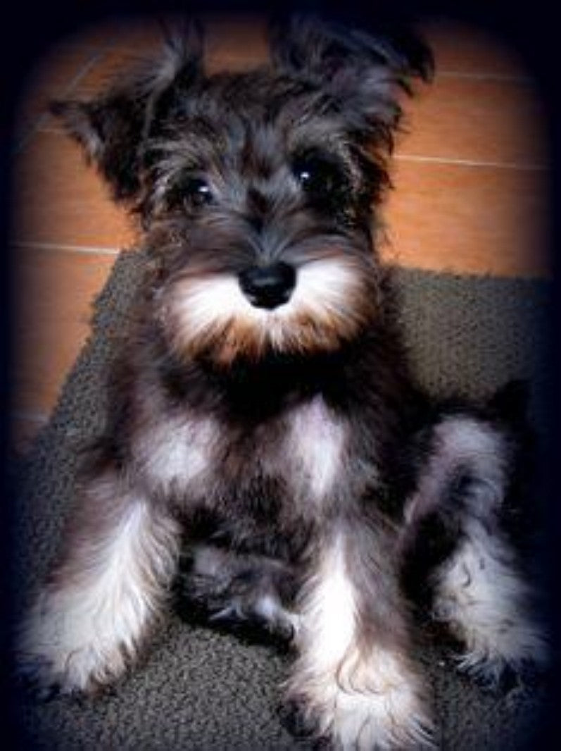 Dog Schnauzer | Diamond Painting
