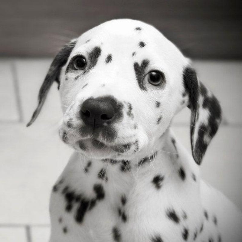 Dalmatians Dog | Diamond Painting