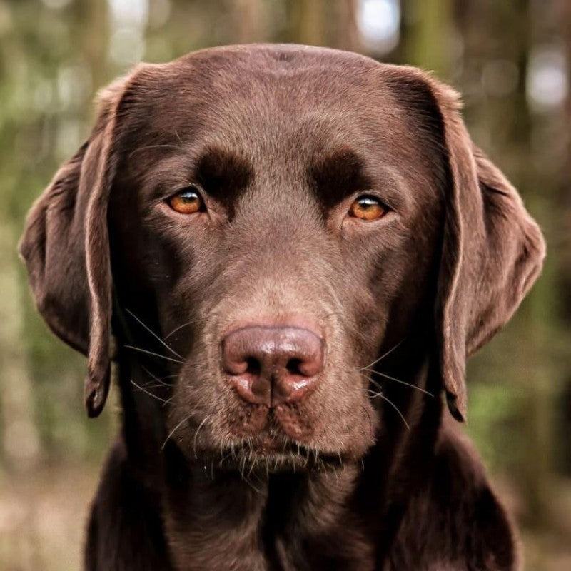 Chocolate Labrador Dog | Diamond Painting