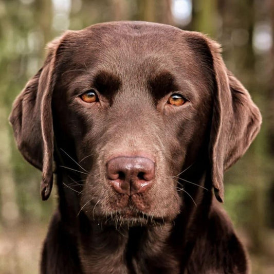 Chocolate Labrador Dog | Diamond Painting
