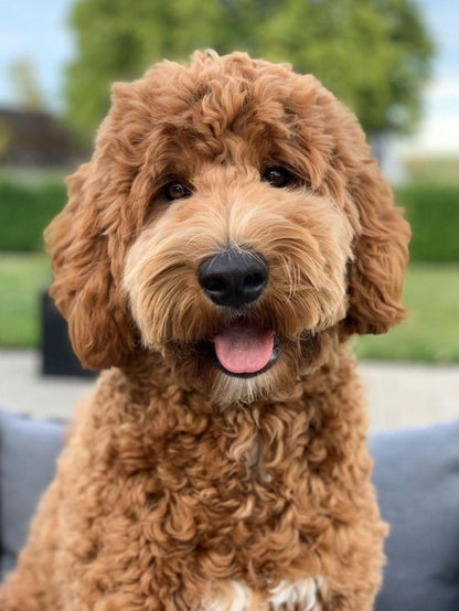 Labradoodle Dog | Diamond Painting