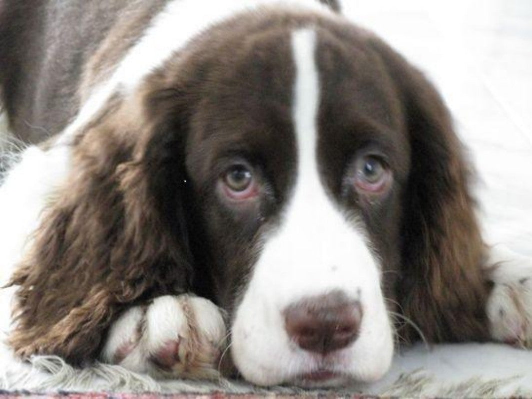 English Springer Spaniel Dog | Diamond Painting