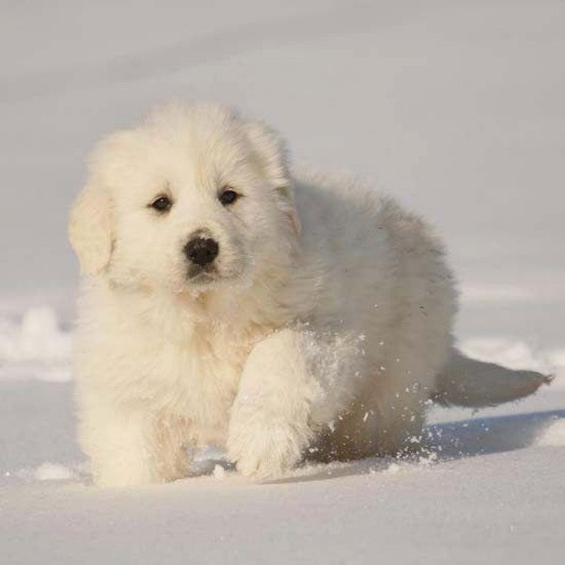 Great Pyrenees Dog | Diamond Painting