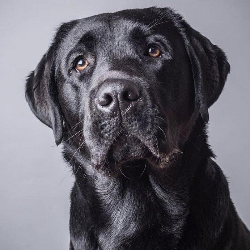 Black Labrador Dog | Diamond Painting