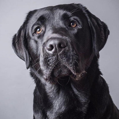 Black Labrador Dog | Diamond Painting