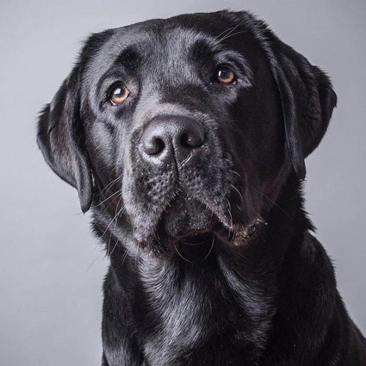 Black Labrador Dog | Diamond Painting