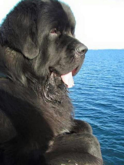 Newfoundland Dog | Diamond Painting