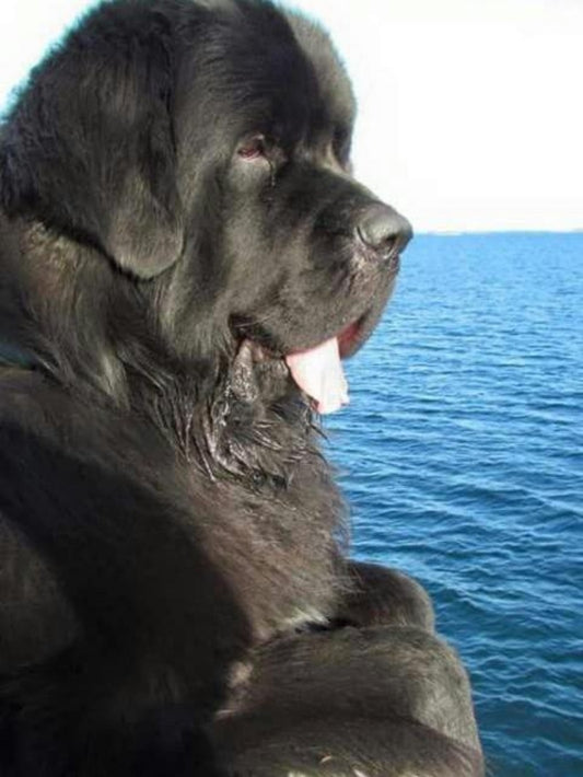Newfoundland Dog | Diamond Painting