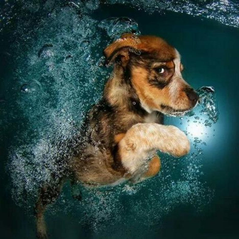 Underwater Dog | Diamond Painting