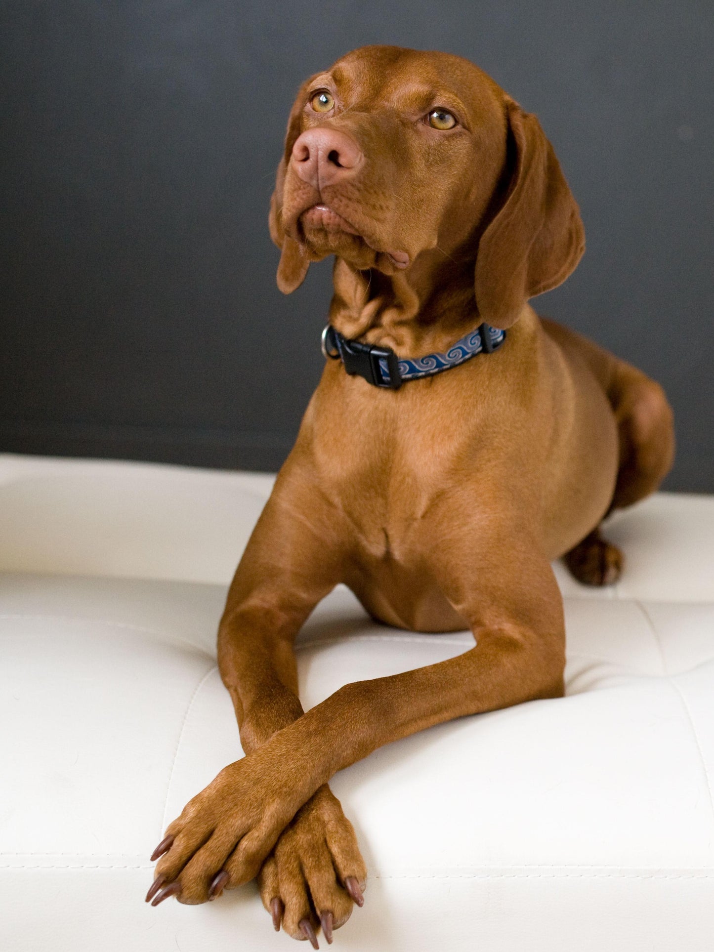 Vizsla Dog | Diamond Painting