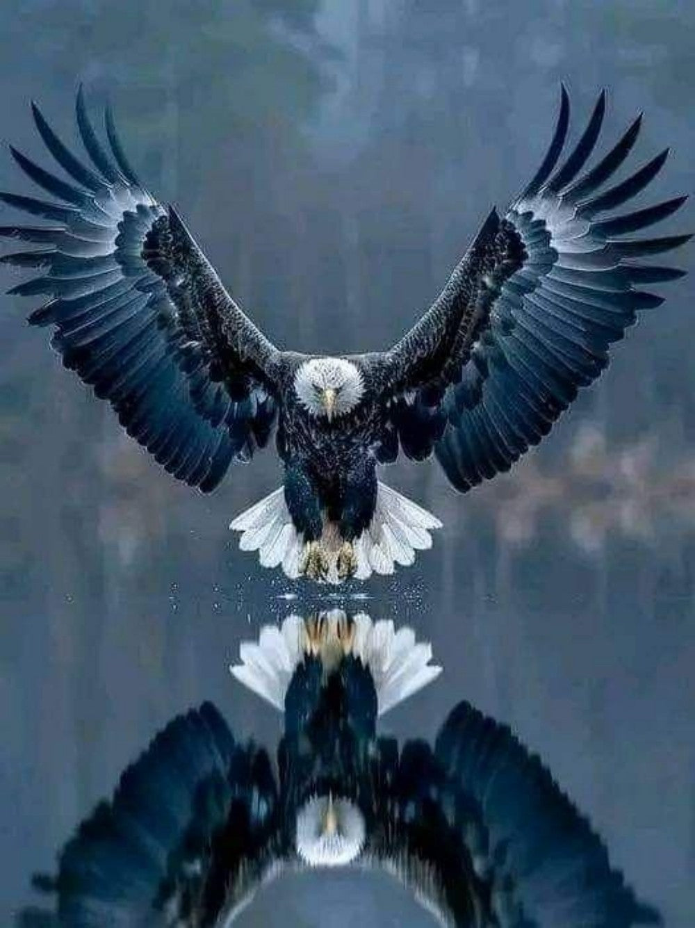 Eagle | Diamond Painting