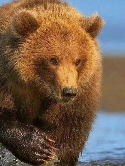 Brown Bear | Diamond Painting