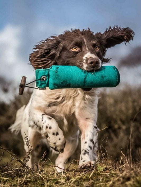 Brittany Spaniel Dog | Diamond Painting