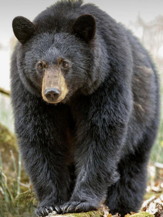 Black Bear | Diamond Painting