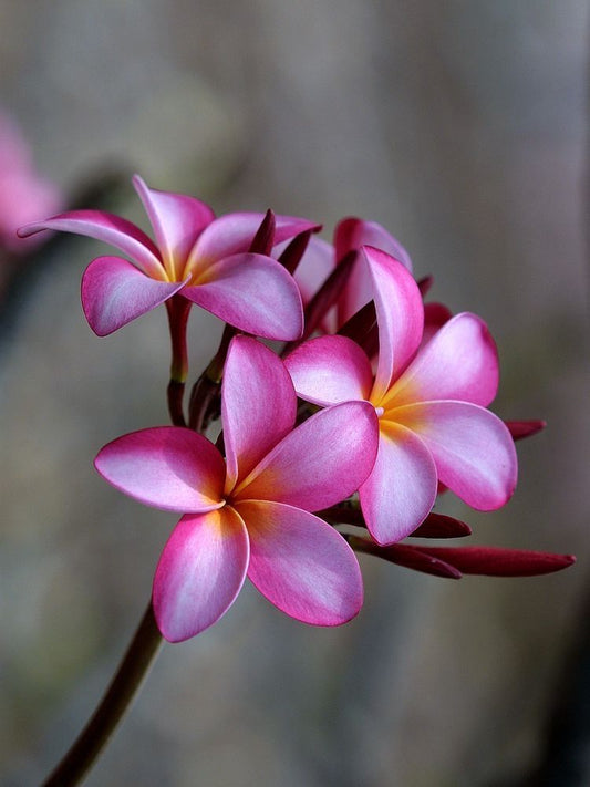 Frangipani | Diamond Painting