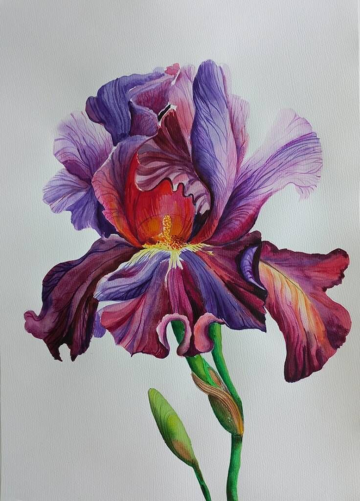 Iris | Diamond Painting