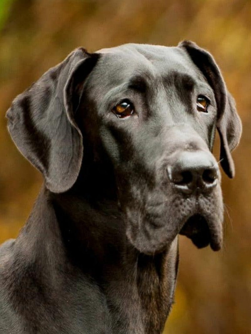 Dog Great Dane | Diamond Painting