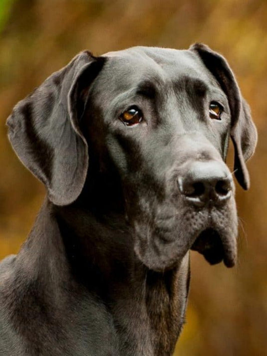 Dog Great Dane | Diamond Painting