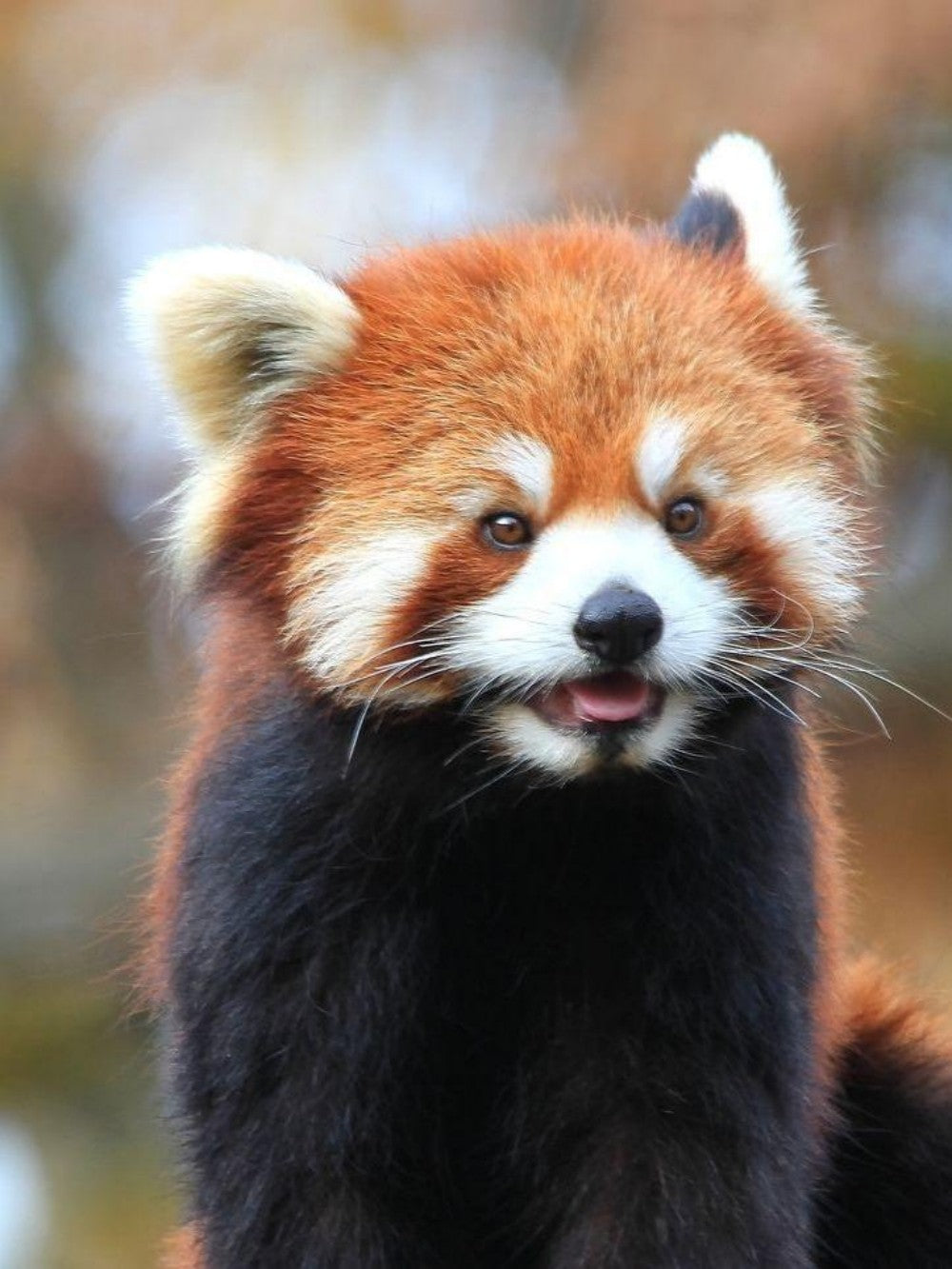 Red Panda | Diamond Painting