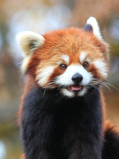 Red Panda | Diamond Painting