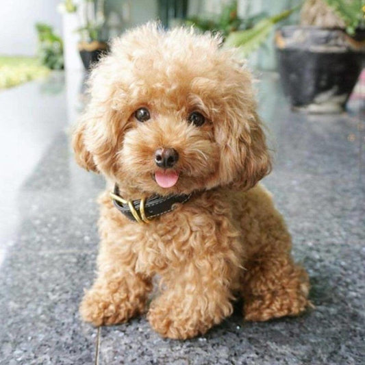 Poodle Dog | Diamond Painting