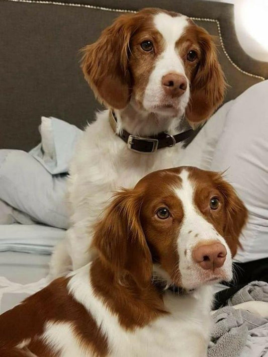 Brittany Spaniel Dog | Diamond Painting
