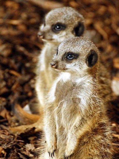 Meerkat | Diamond Painting