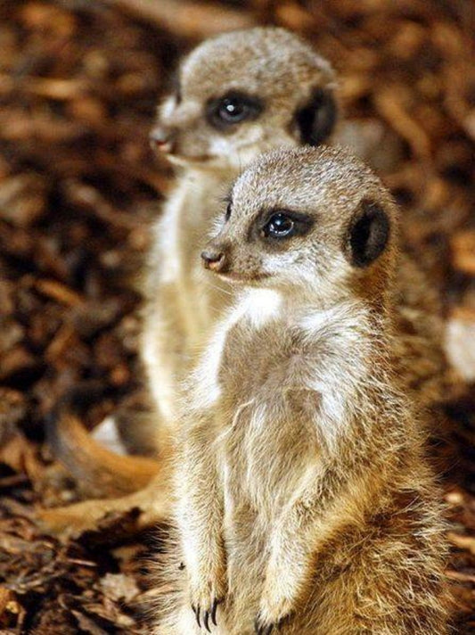 Meerkat | Diamond Painting