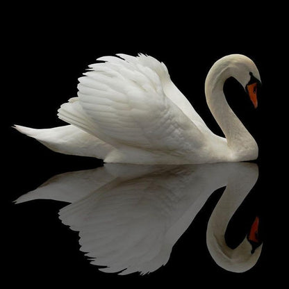 Swan | Diamond Painting