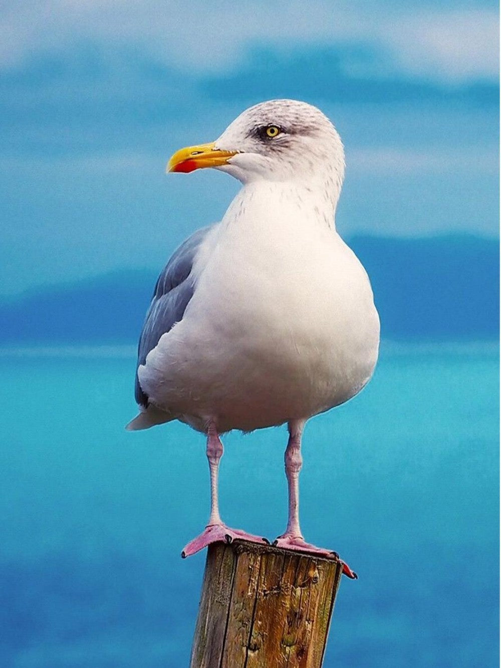 Gull | Diamond Painting