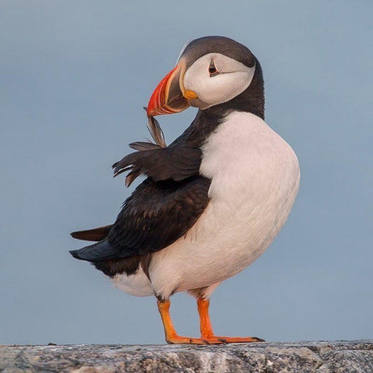 Puffin | Diamond Painting