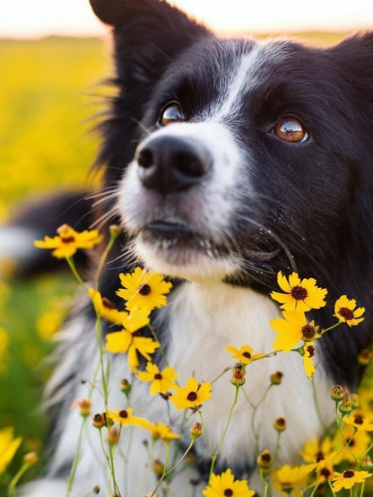 Dog Border Collie | Diamond Painting