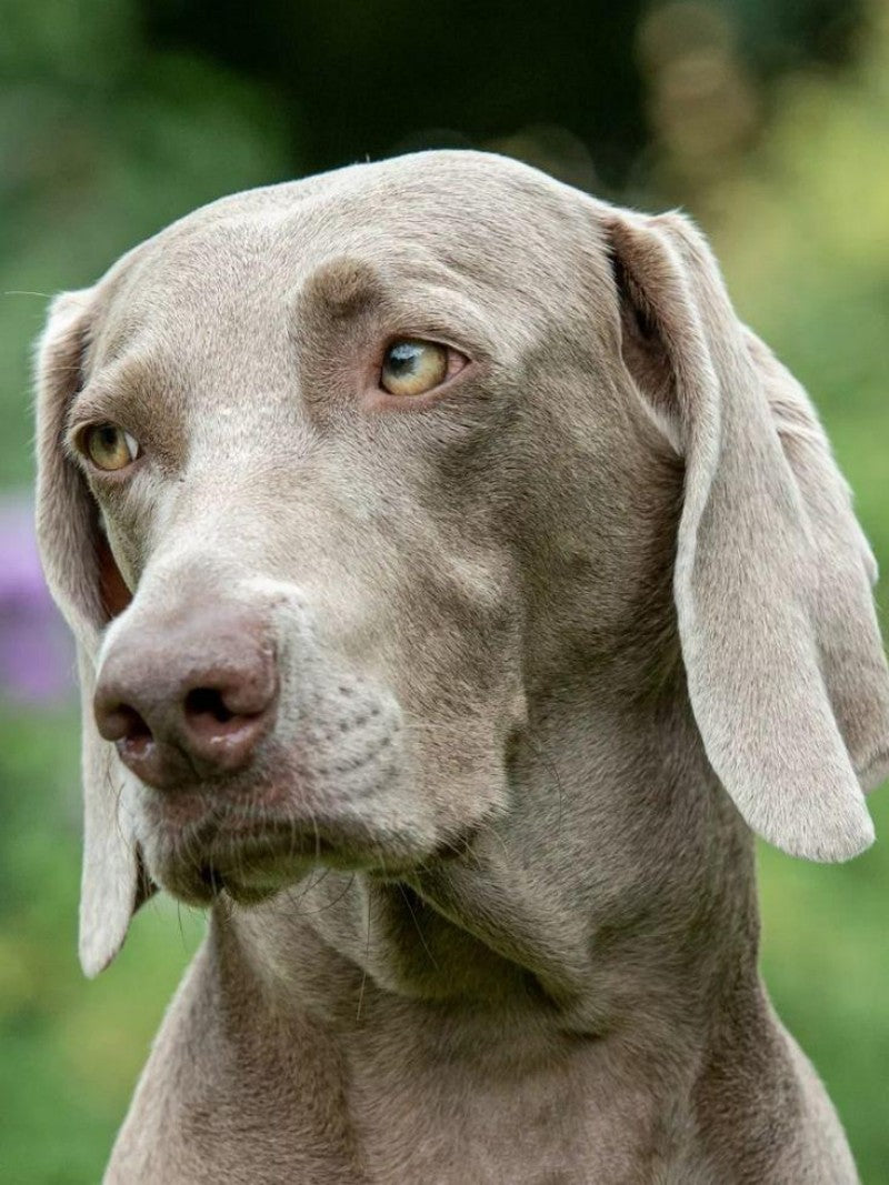 Weimaraner Dog | Diamond Painting