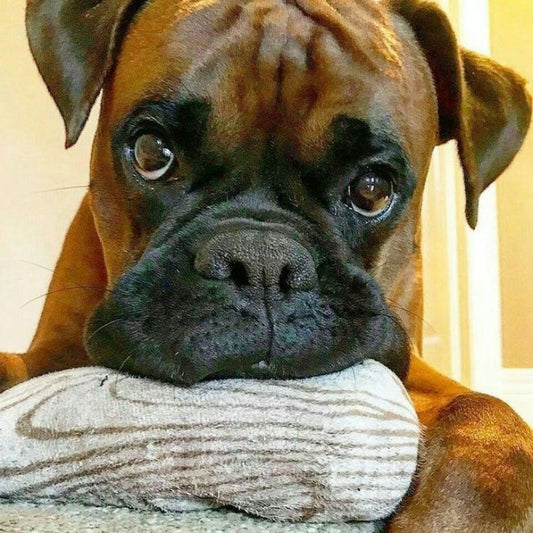 Boxer Dog | Diamond Painting