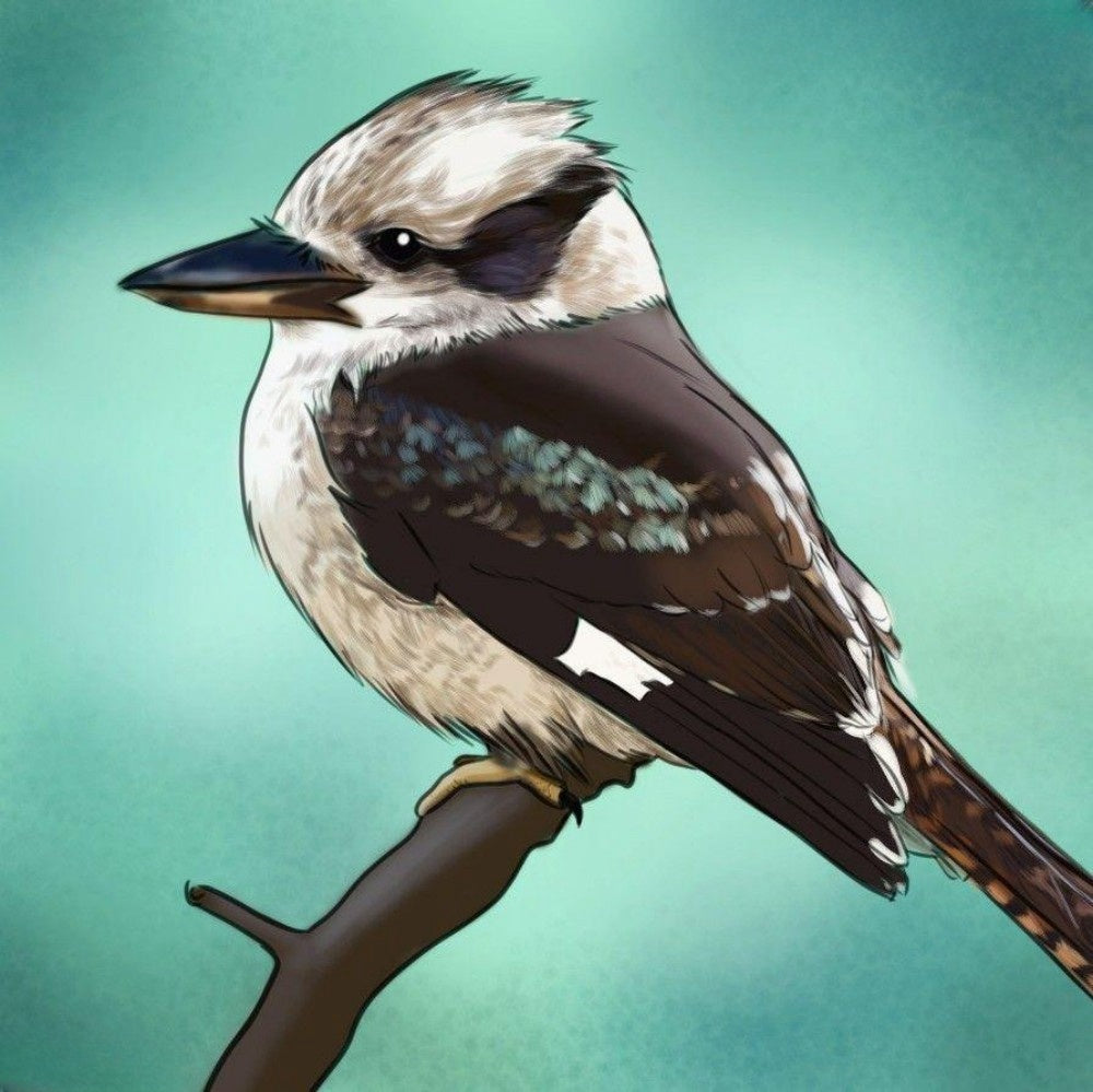 Kookaburra | Diamond Painting