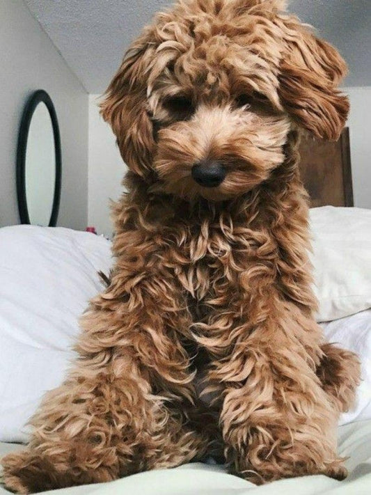 Goldendoodle Dog | Diamond Painting