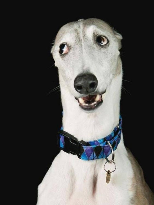 Whippet Dog | Diamond Painting
