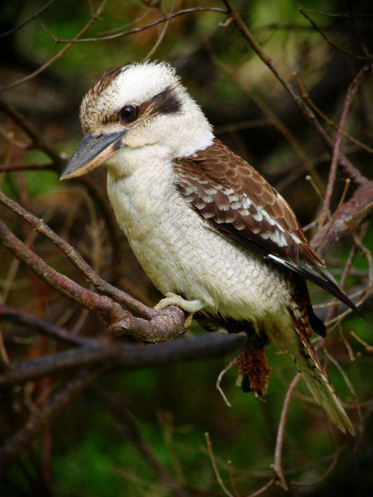 Kookaburra | Diamond Painting