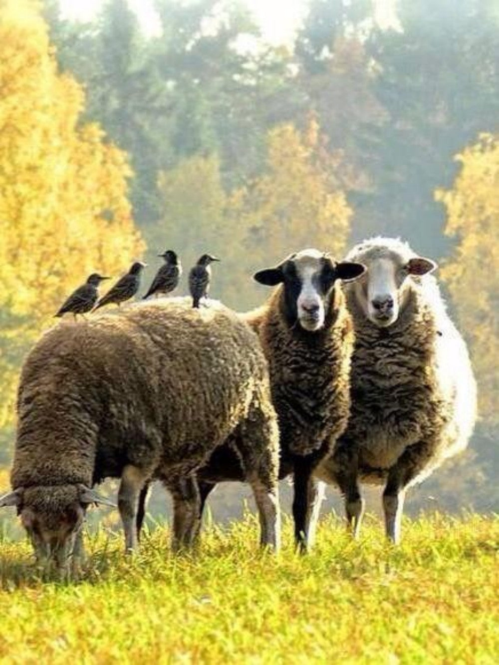 Sheep | Diamond Painting